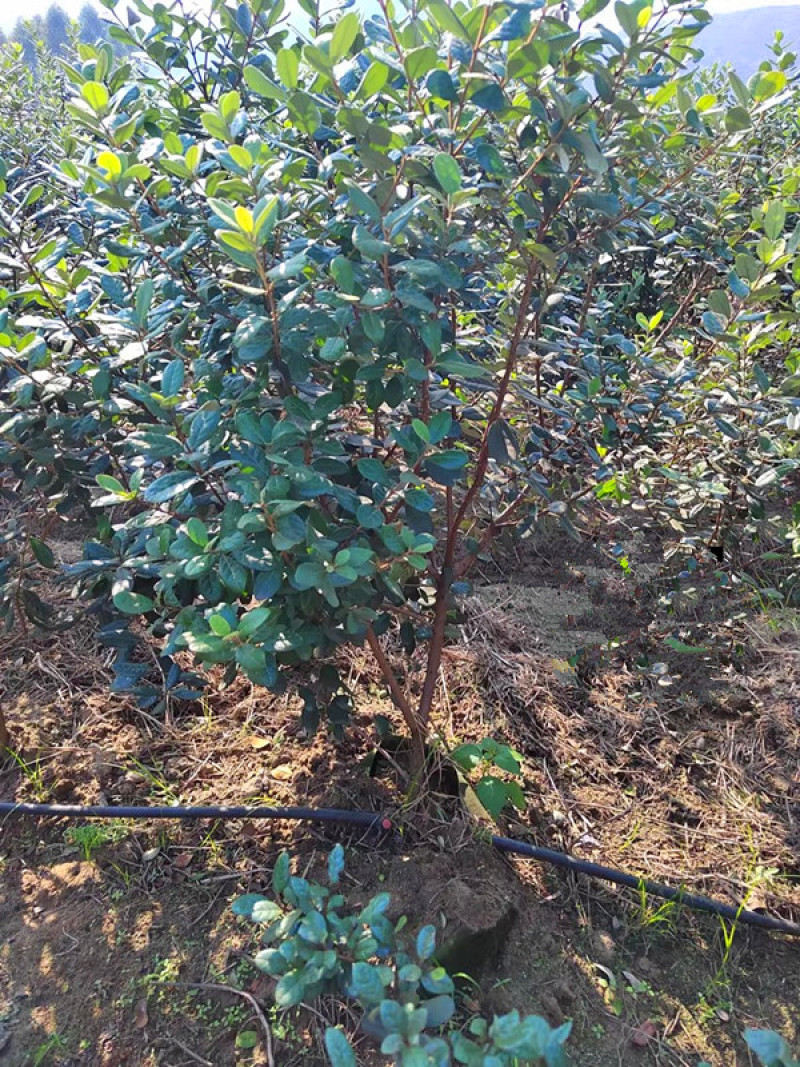 菲油果苗，实生苗，嫁接苗，各种规格，品种齐全，基地专用