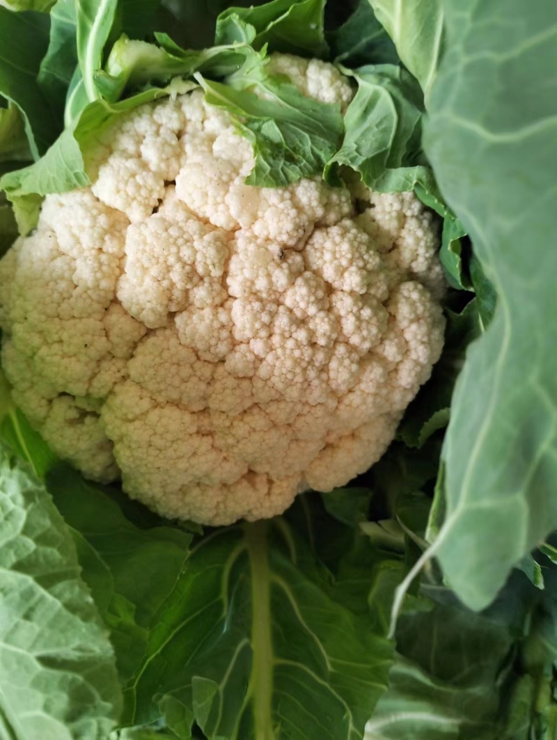 汉中白花菜花，乳白色包的瓷实物美价廉，产地直供日产10万吨