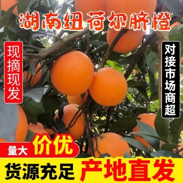 湖南怀化纽荷尔脐橙，现大量上市价格实惠，对接商超电商各大市场