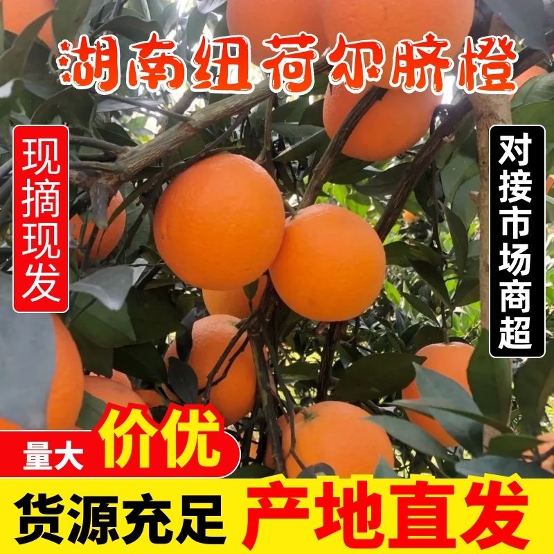 湖南怀化纽荷尔脐橙，现大量上市价格实惠，对接商超电商各大市场