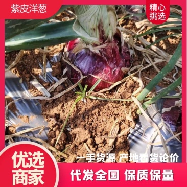 【云南紫皮洋葱】新品上市品种齐全现摘现发电联有优惠