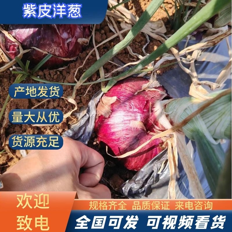 【云南紫皮洋葱】新品上市品种齐全现摘现发电联有优惠