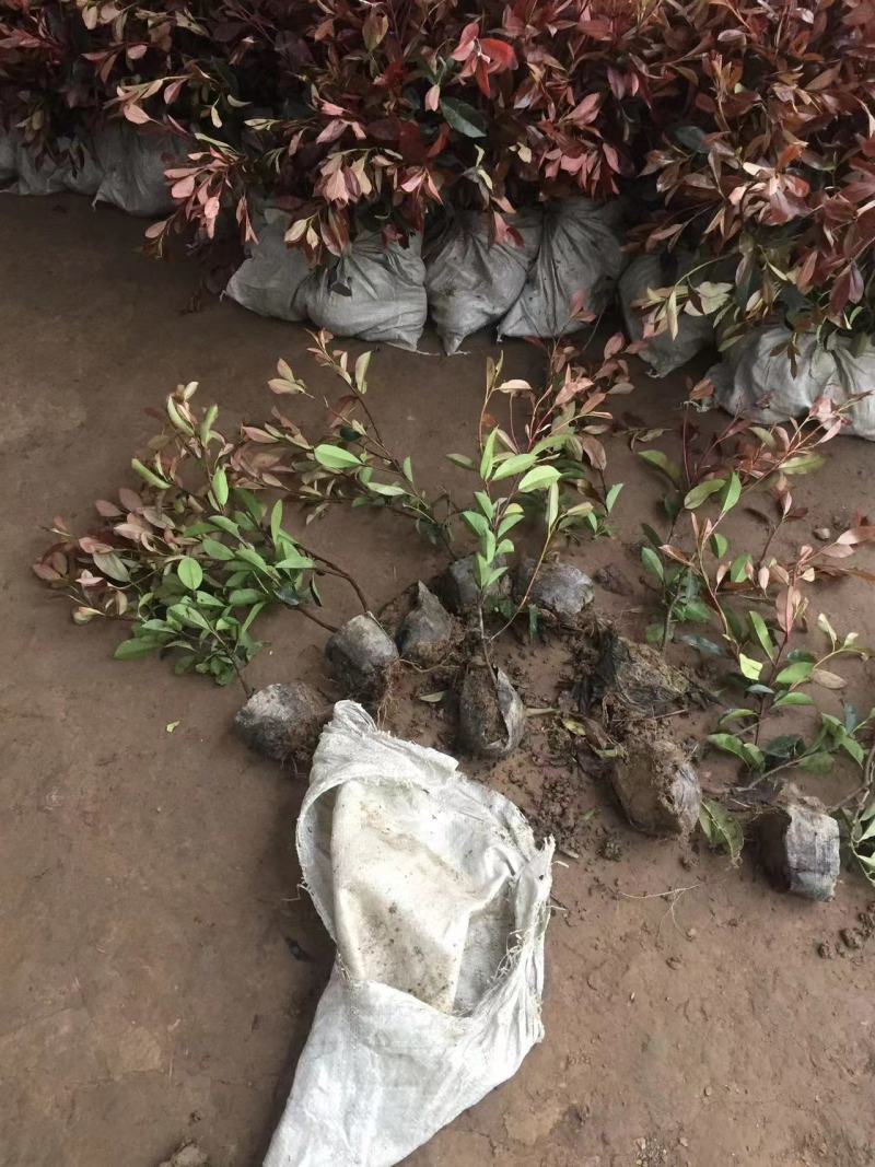 万盛园林供应40高红叶石楠小杯苗色块苗易成活
