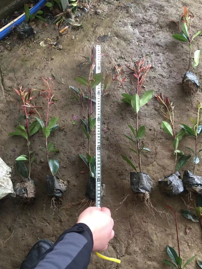 万盛园林供应40高红叶石楠小杯苗色块苗易成活