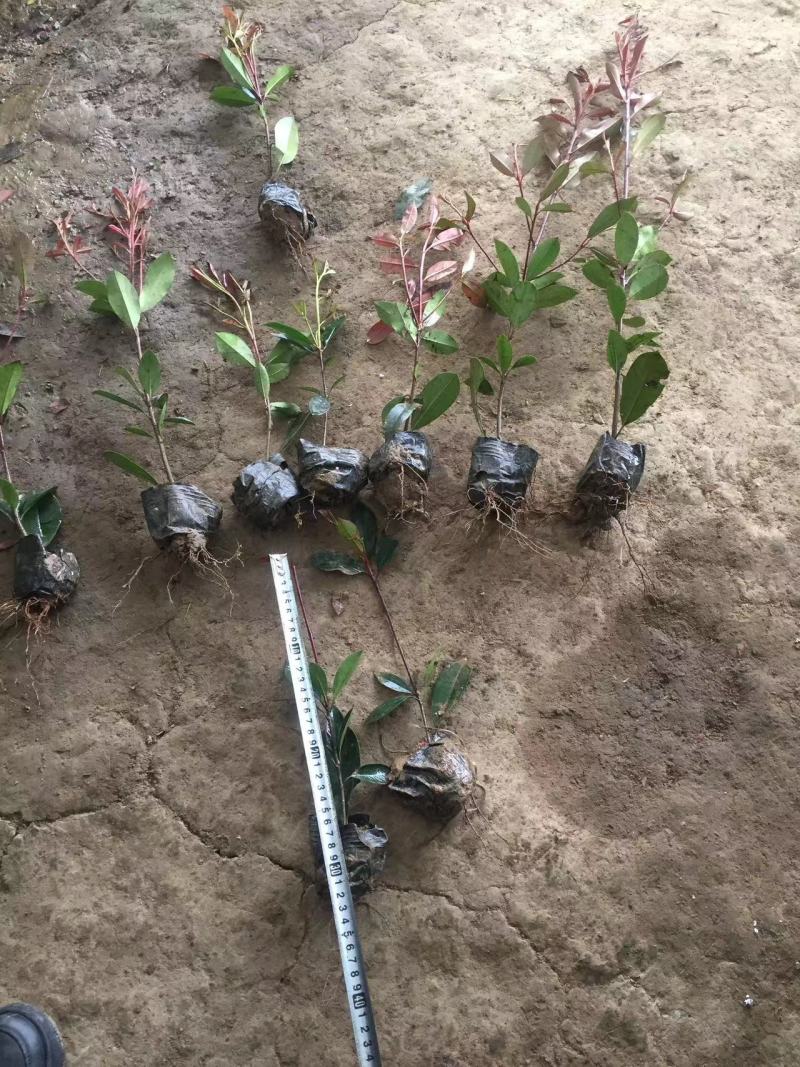 万盛园林供应40高红叶石楠小杯苗色块苗易成活