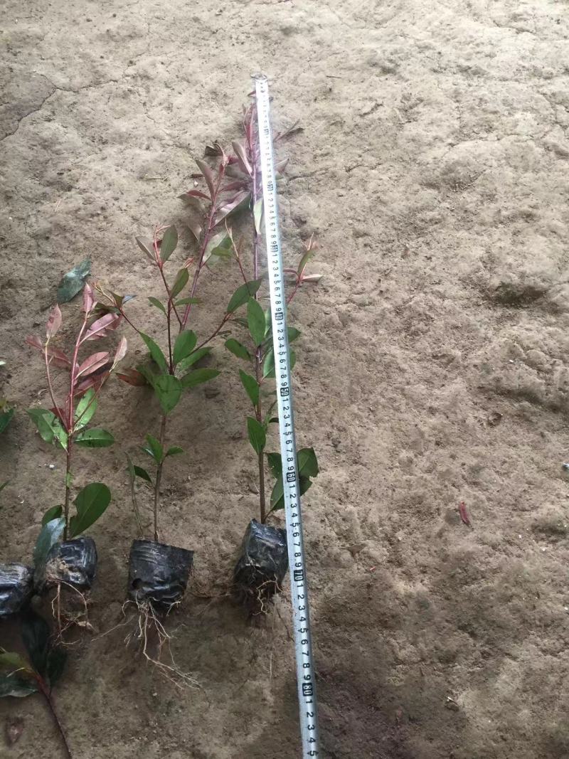 万盛园林供应40高红叶石楠小杯苗色块苗易成活