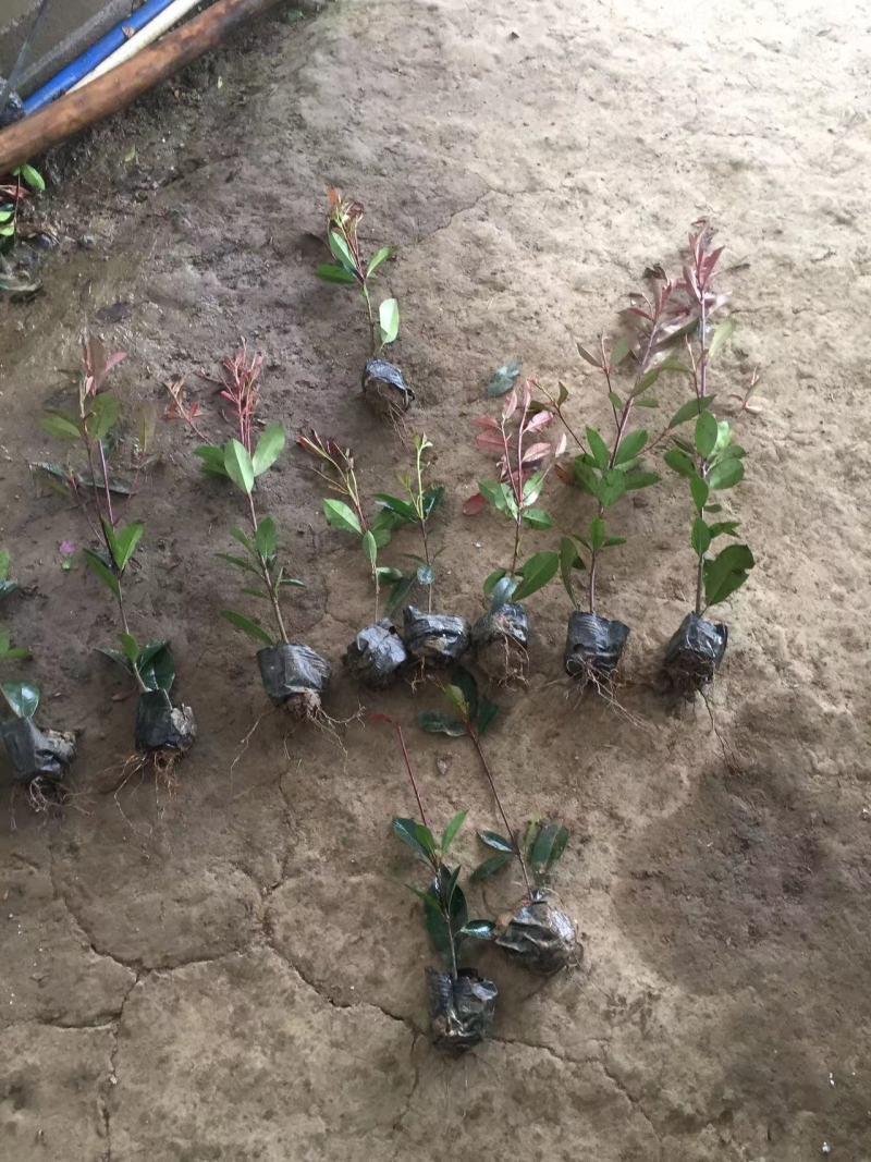万盛园林供应40高红叶石楠小杯苗色块苗易成活