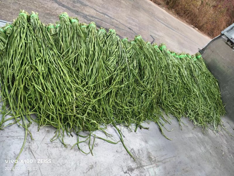 原产地直销精品贡菜干货量充足价格优惠保质保量欢迎咨询