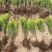 苗圃出售洒金柏高度30-40厘米易修剪