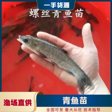 优选青鱼苗螺丝青鱼苗渔场直发量大优惠售后服务跟踪
