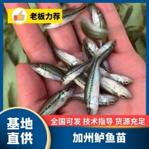 鲈鱼苗加州鲈鱼苗品种齐全存活率规格齐全