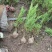 苗圃出售沙地柏高度40坡地护坡湿地绿化四季常绿