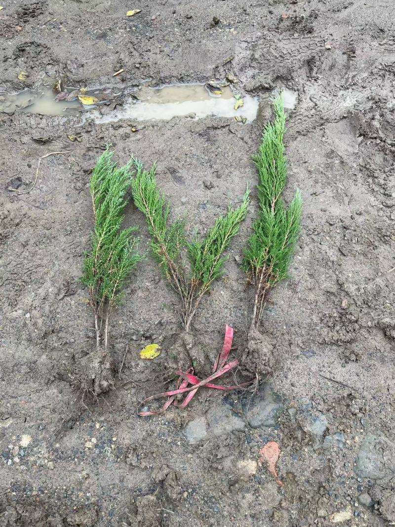 苗圃出售沙地柏高度40坡地护坡湿地绿化四季常绿