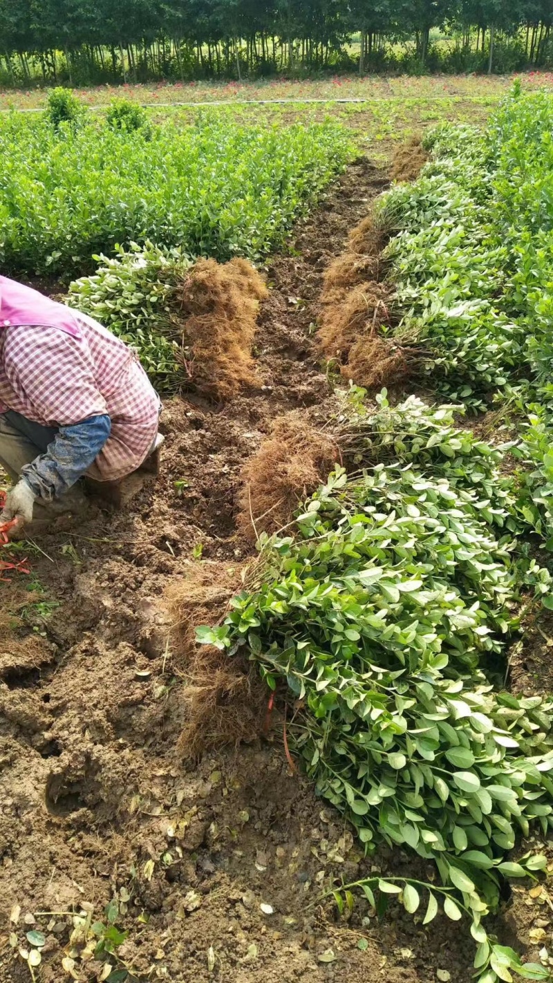 卫矛床苗高度40厘米工程苗基地直发四季常青