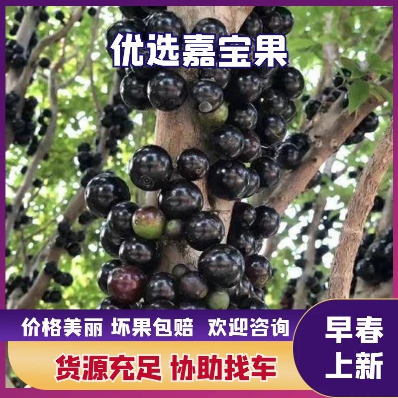 青岛优质树葡萄，嘉宝果，品质好，货量稳定，欢迎咨询