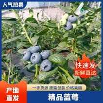 青岛精品优瑞卡蓝莓，大棚种植，品质好价格实惠，欢迎选购