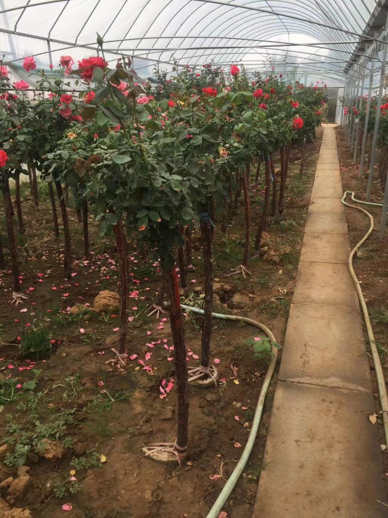 树桩月季2公分3公分4公分5公分多种规格