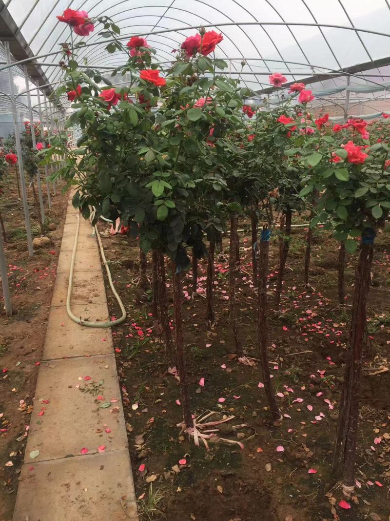树桩月季2公分3公分4公分5公分多种规格