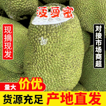 海南菠萝蜜-产地直供-品质保证-诚信可优惠-可看货