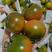 碱地柿子水果番茄口感好5斤10斤装箱对接各种市场