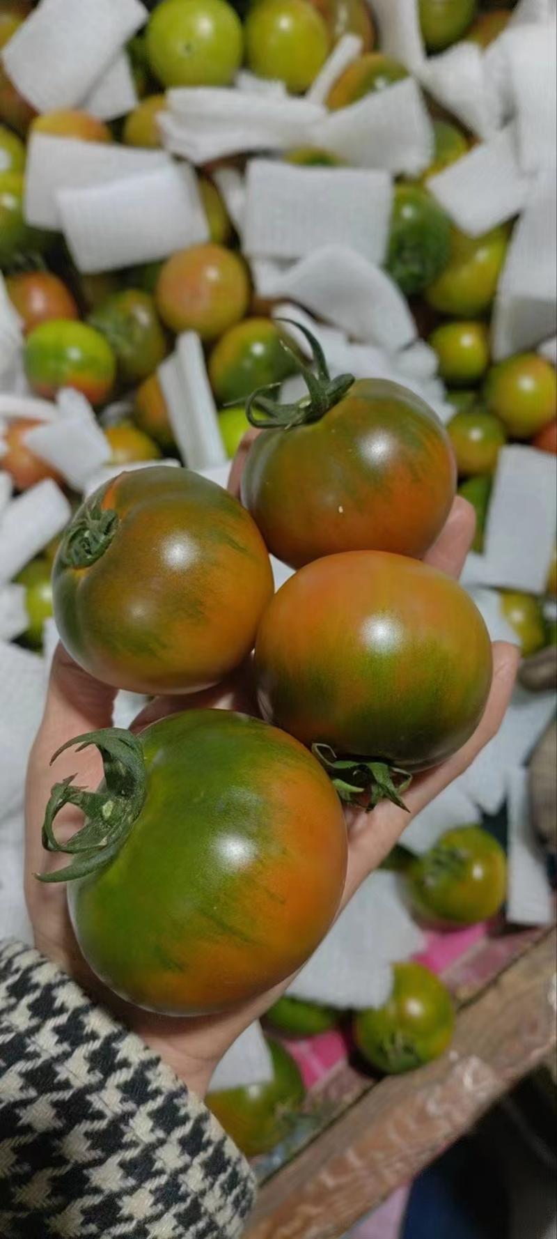 碱地柿子水果番茄口感好5斤10斤装箱对接各种市场