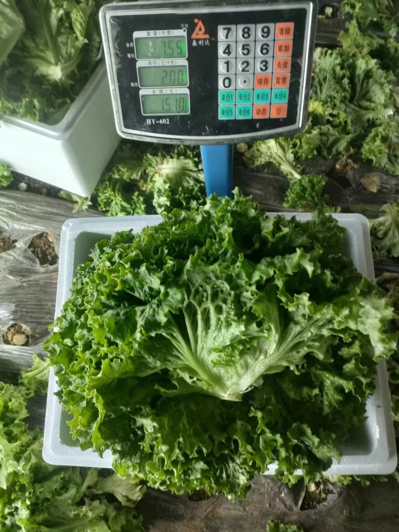 生菜散叶生菜大量上市可视频看货品质保证