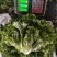 生菜散叶生菜大量上市可视频看货品质保证