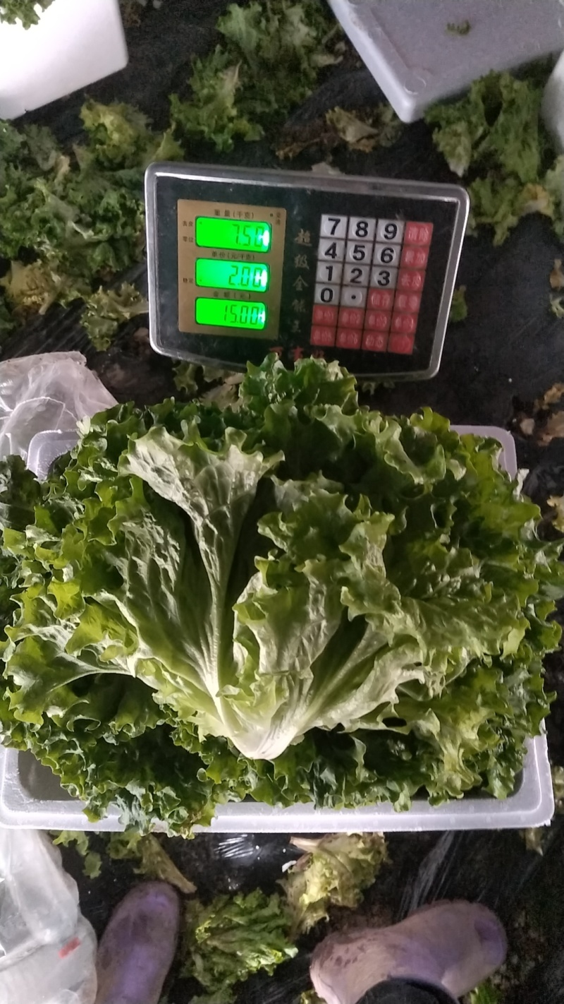 生菜散叶生菜大量上市可视频看货品质保证