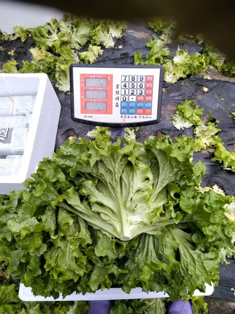 生菜散叶生菜大量上市可视频看货品质保证