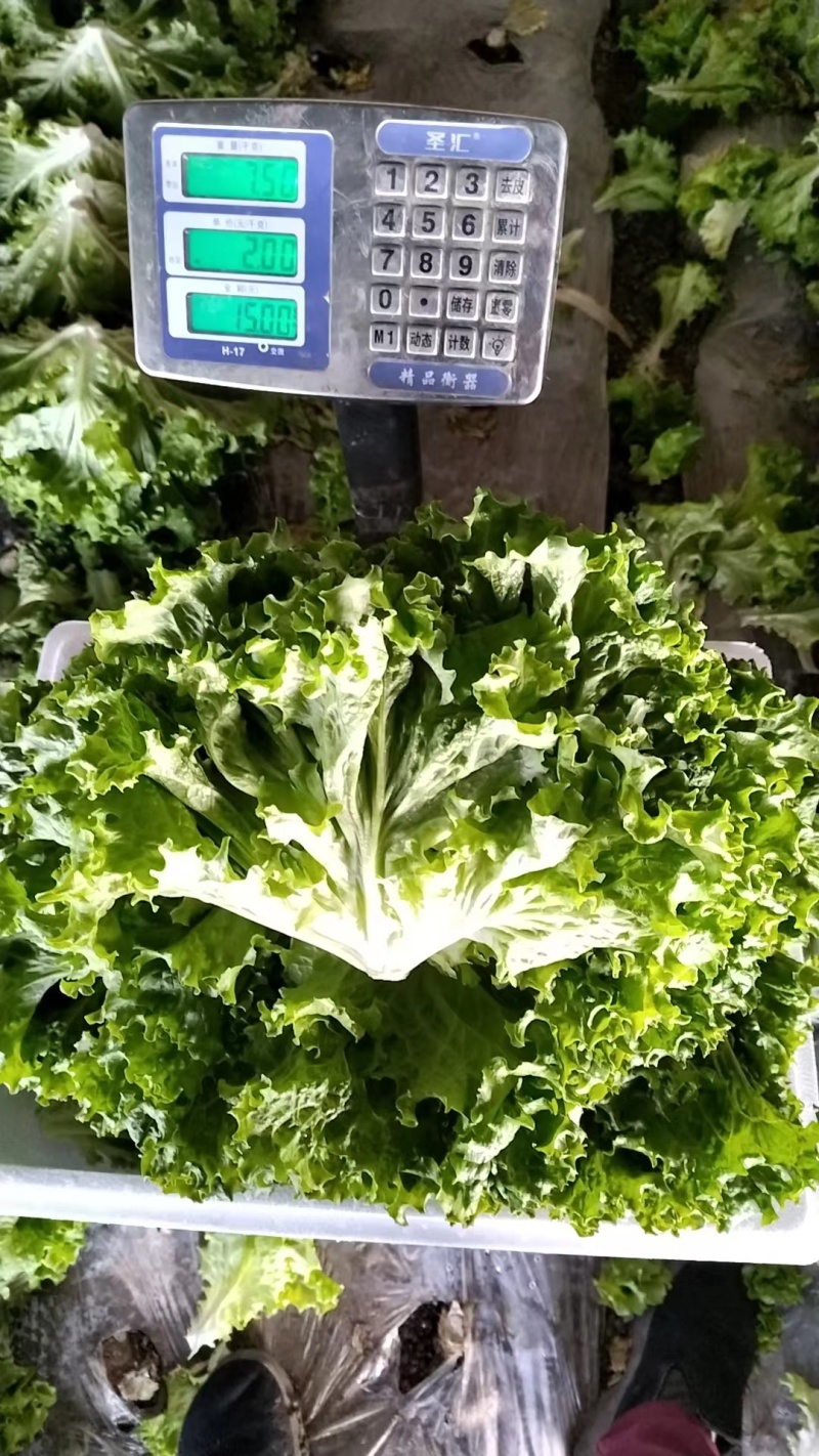 生菜散叶生菜大量上市可视频看货品质保证