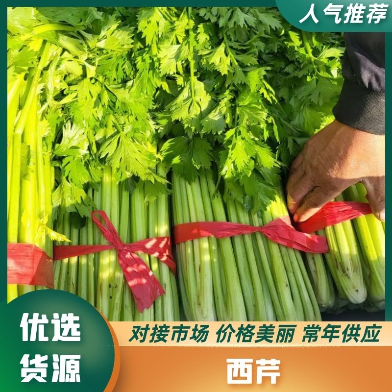 西芹法国皇后芹菜承接商超社团配货代收代发代加工