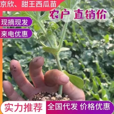 甜王西瓜苗山东水果苗聊城西瓜苗保质保量可视频看货