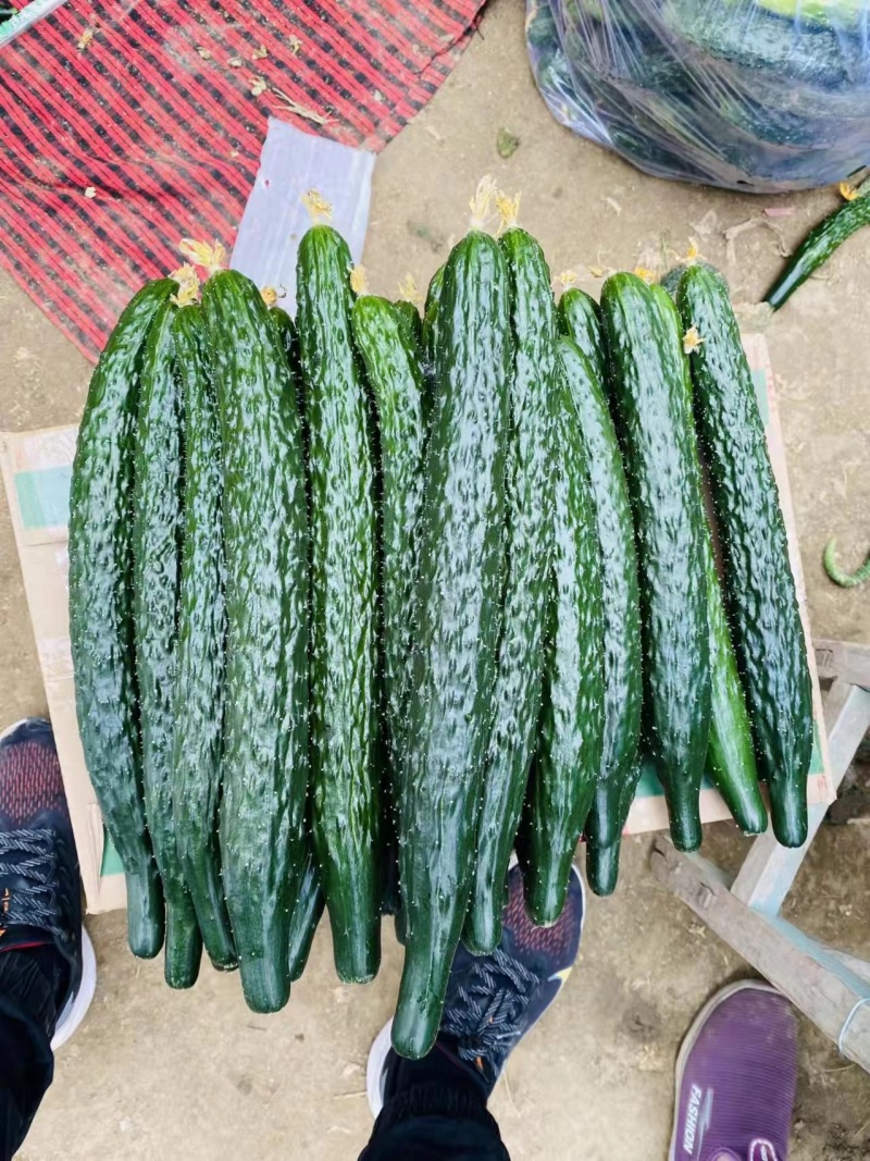 【精】河南夏邑精品蜜刺黄瓜上市了-青嚷青肉-欢迎新老客户