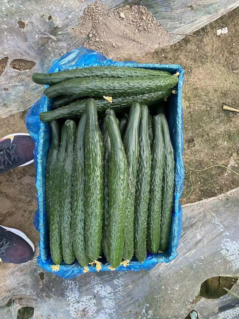 【精】河南夏邑精品蜜刺黄瓜上市了-青嚷青肉-欢迎新老客户