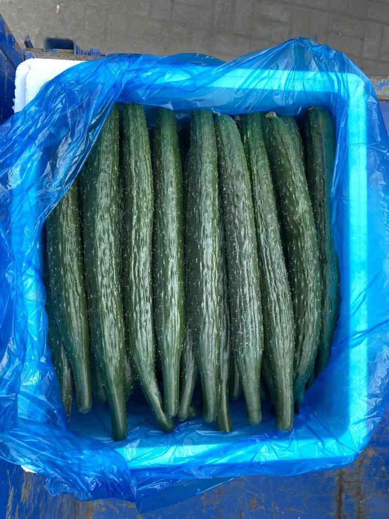 夏邑精品密刺黄瓜产地直发一手货源多年代办代收