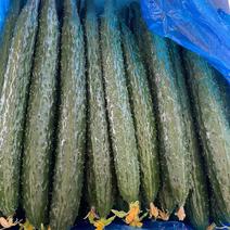 夏邑精品密刺黄瓜产地直发一手货源多年代办代收