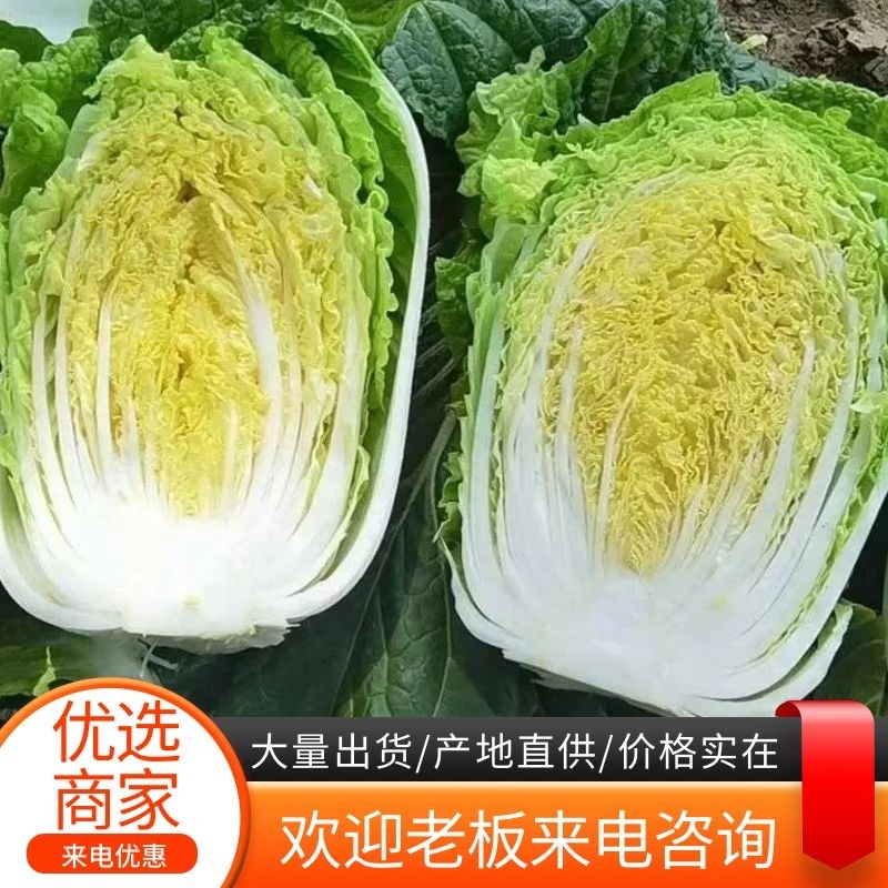 山东白菜【黄心】单颗净菜4-6斤基地直供一手货源