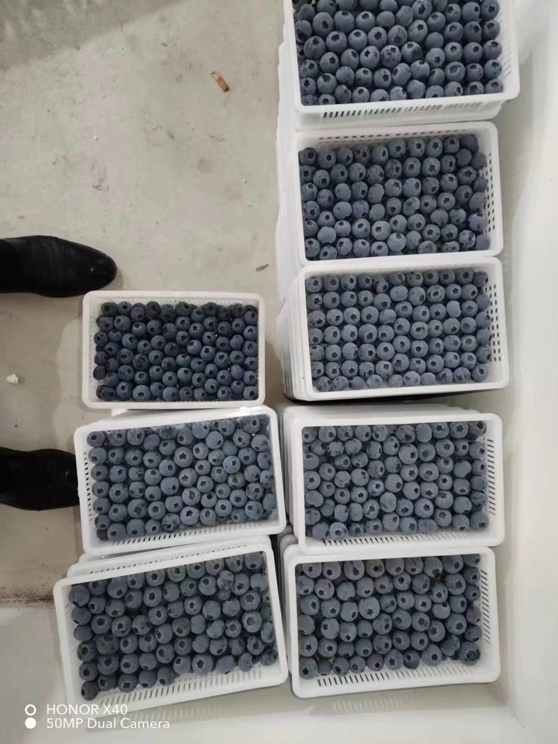 【精】山东蓝莓-鲜果基地直发-大量供应-皮薄多汁-可看货
