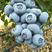 【精】山东蓝莓-鲜果基地直发-大量供应-皮薄多汁-可看货