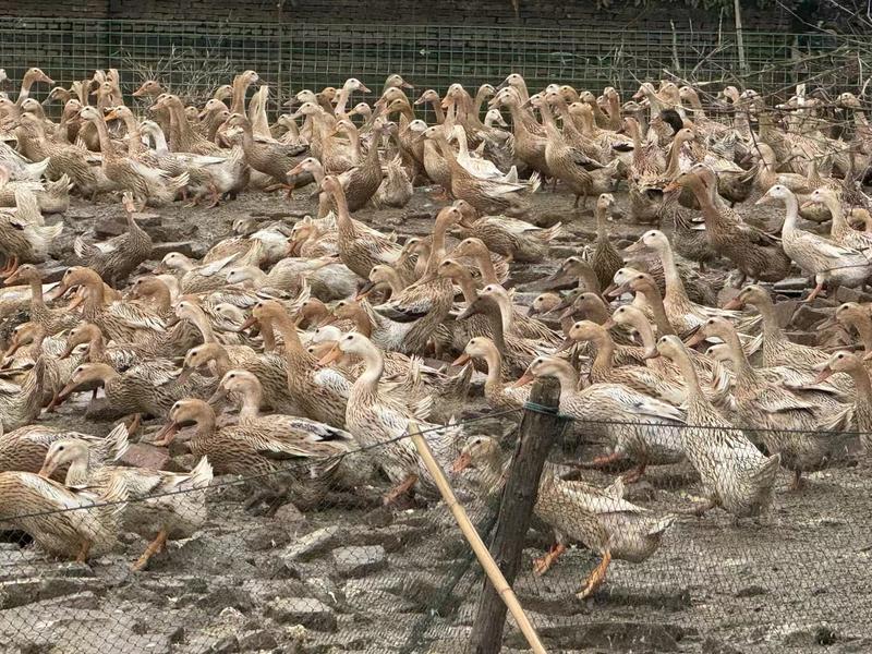 杭州散养老鸭品质保证产地直发可视频看货欢迎咨询
