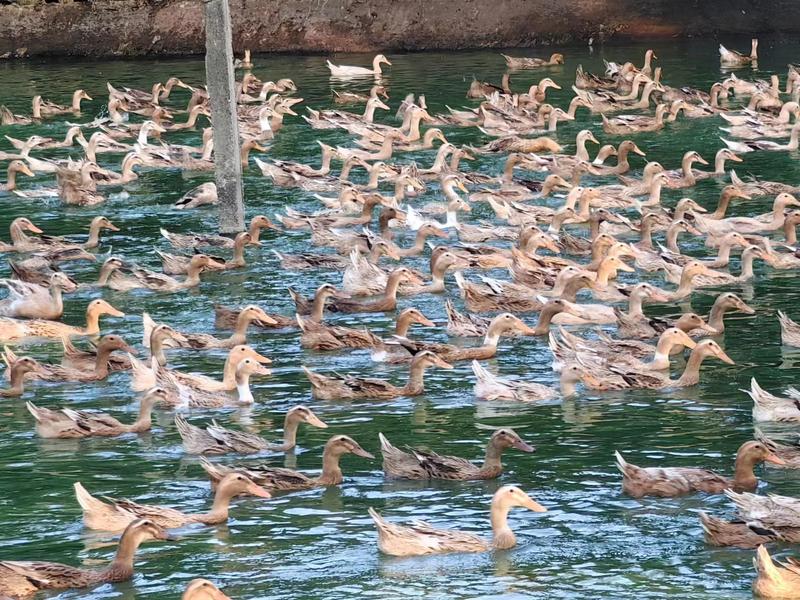 杭州散养老鸭品质保证产地直发可视频看货欢迎咨询