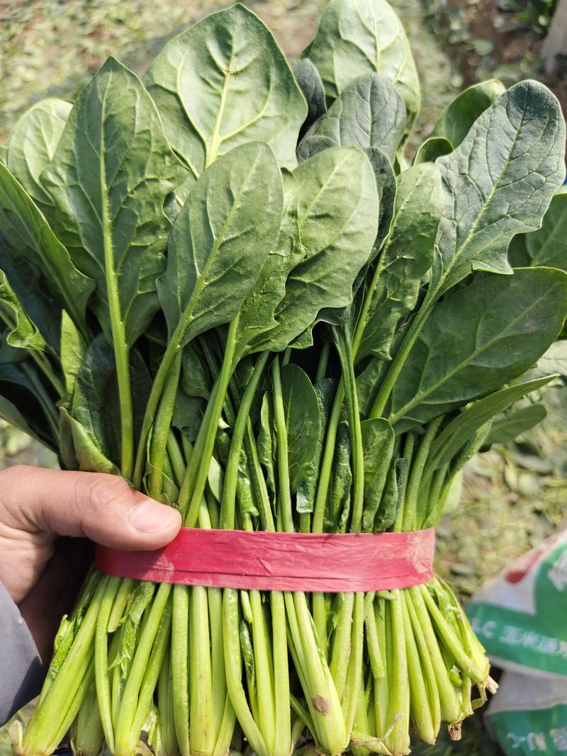 大叶菠菜山东产地优质菠菜直供价格优惠质量保证欢迎咨询