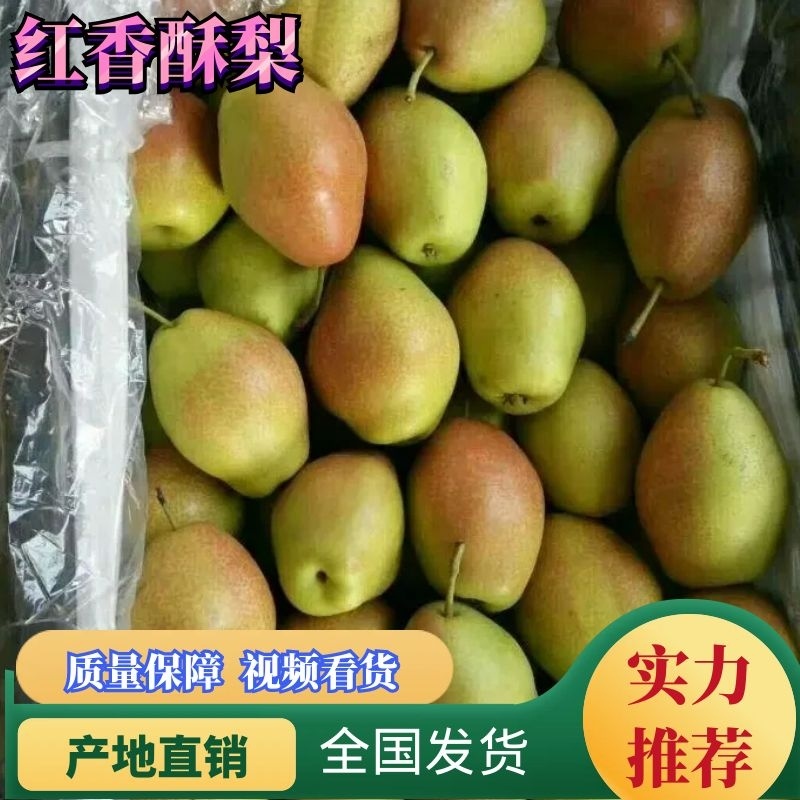 【精品红香酥梨】河北产地直发汁多味甜一手货源价格优