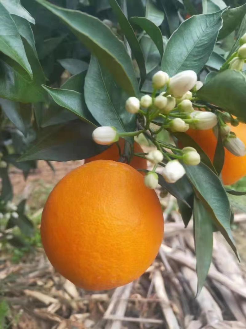 【橙子】湖北伦晚脐橙产地现摘现发可视频看货品质保证