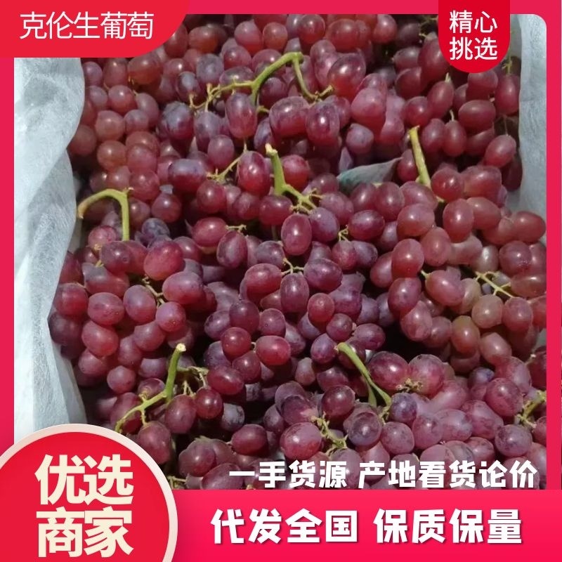 【克伦生葡萄】产地一手货源，大量供应，口感甜，货源充足