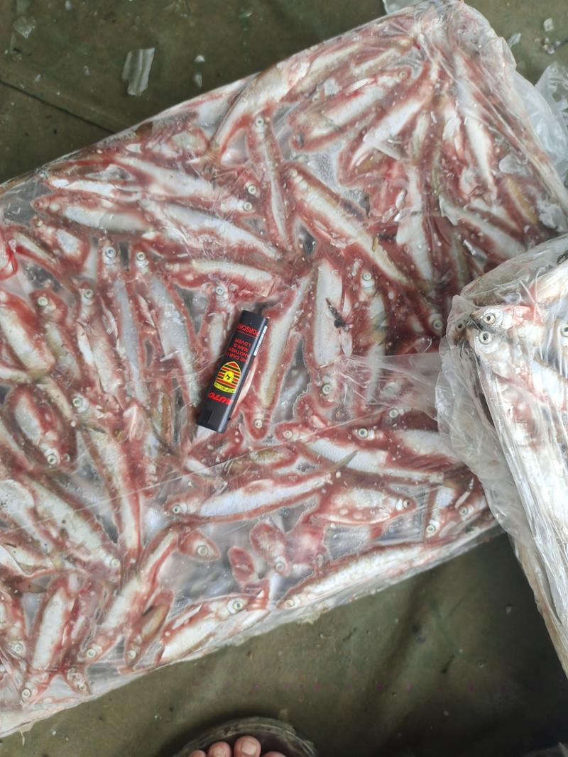 白条鱼人工宰杀小白条鱼冷链发货一吨起售保质保量电联
