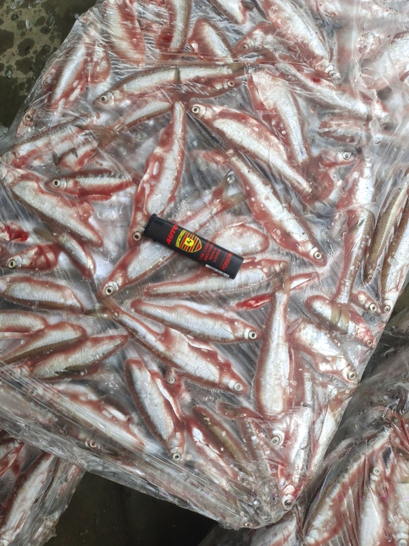 白条鱼人工宰杀小白条鱼冷链发货一吨起售保质保量电联