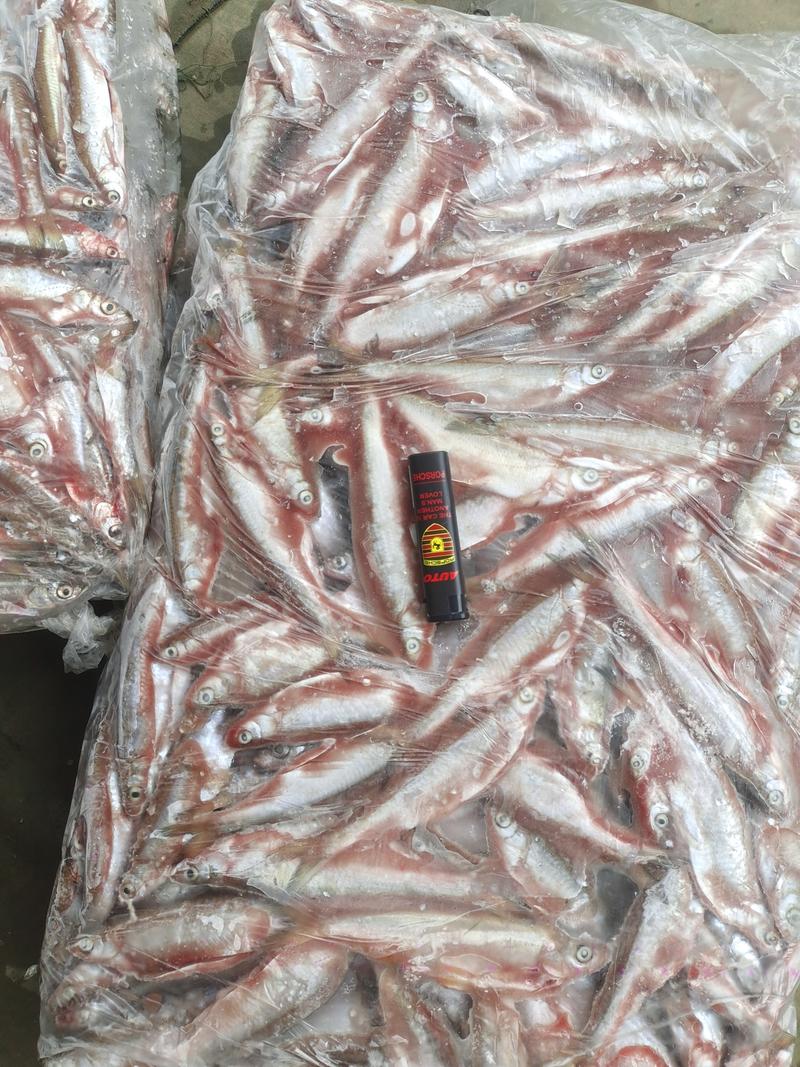 白条鱼人工宰杀小白条鱼冷链发货一吨起售保质保量电联