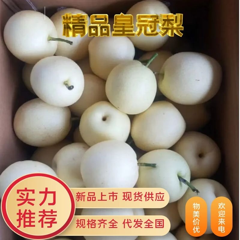 【河北精品皇冠梨】大量供应，货源足个头大，口感甜，价格优