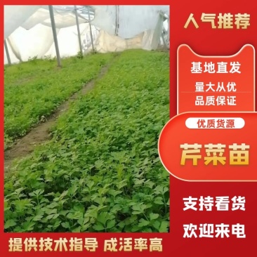 山东芹菜苗皇后芹菜苗全国发货，基地直供技术指导量大优惠